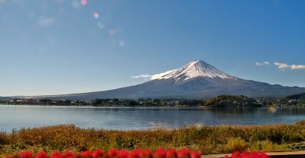 大石公園コキア