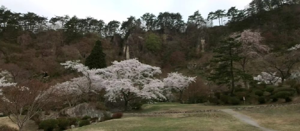 きみまち阪県立自然公園桜