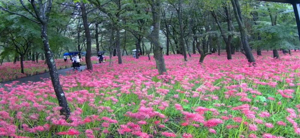 巾着田曼珠沙華公園