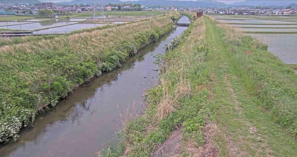 金剛川杉の森橋上流