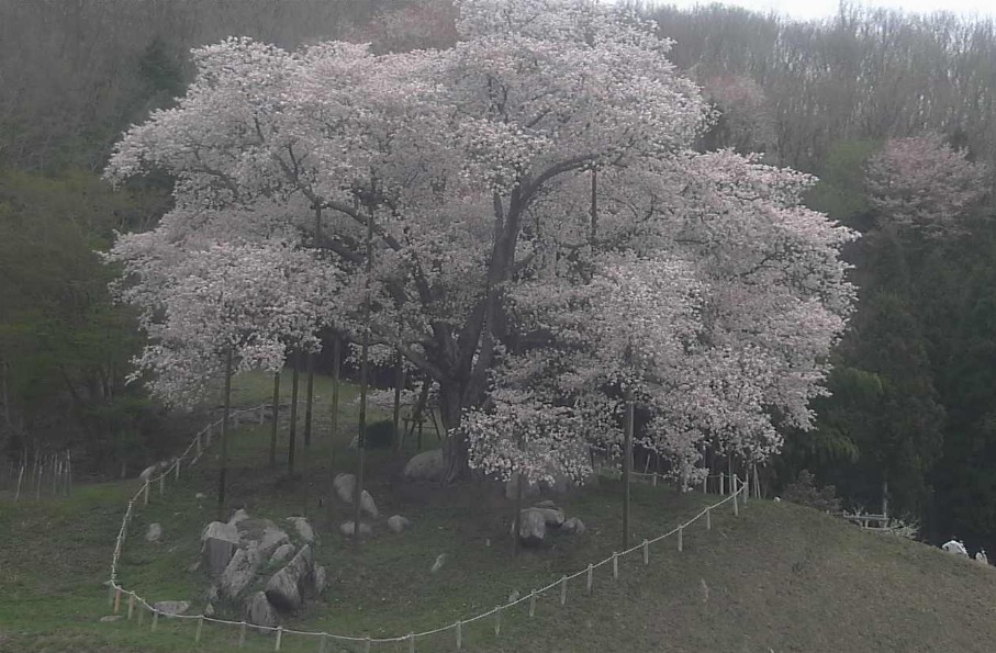 越代の桜