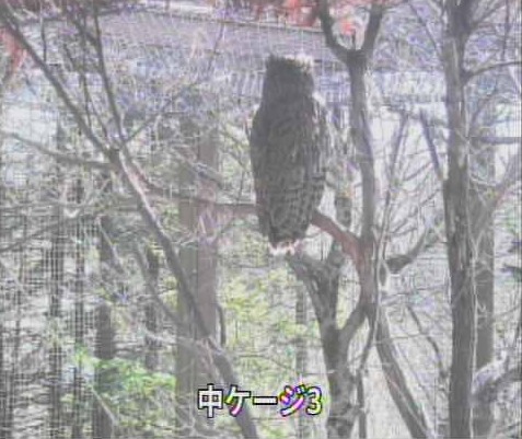 釧路湿原野生生物保護センター