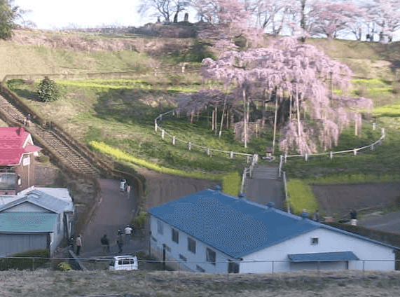 三春滝桜