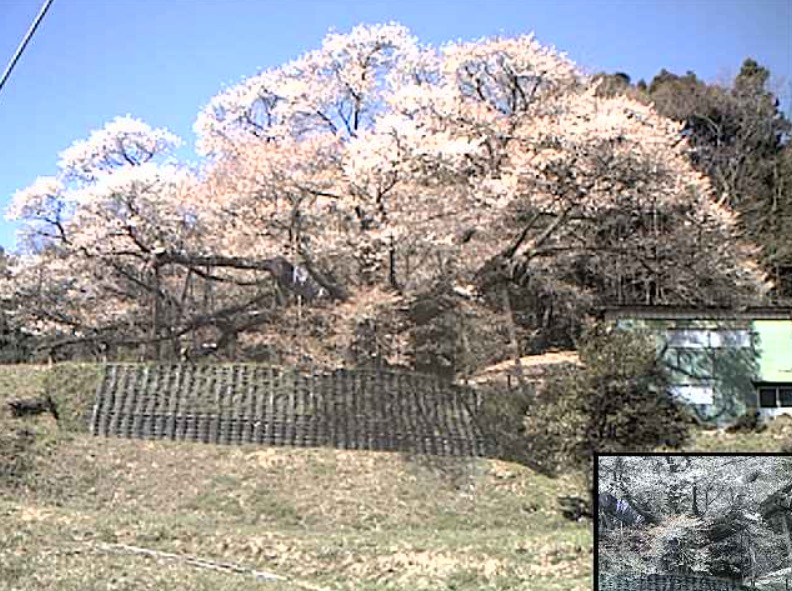 三隅大平桜