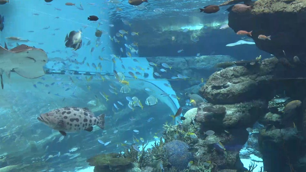 名古屋港水族館