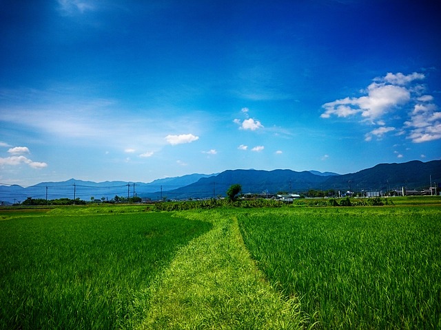 遊水地