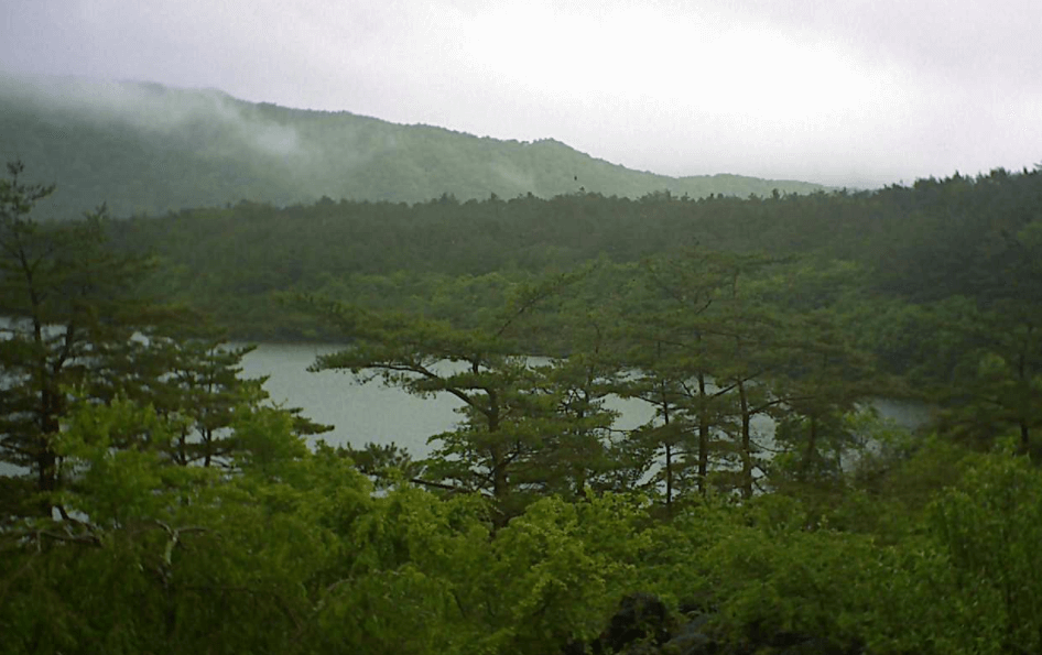 西湖樹海富士山