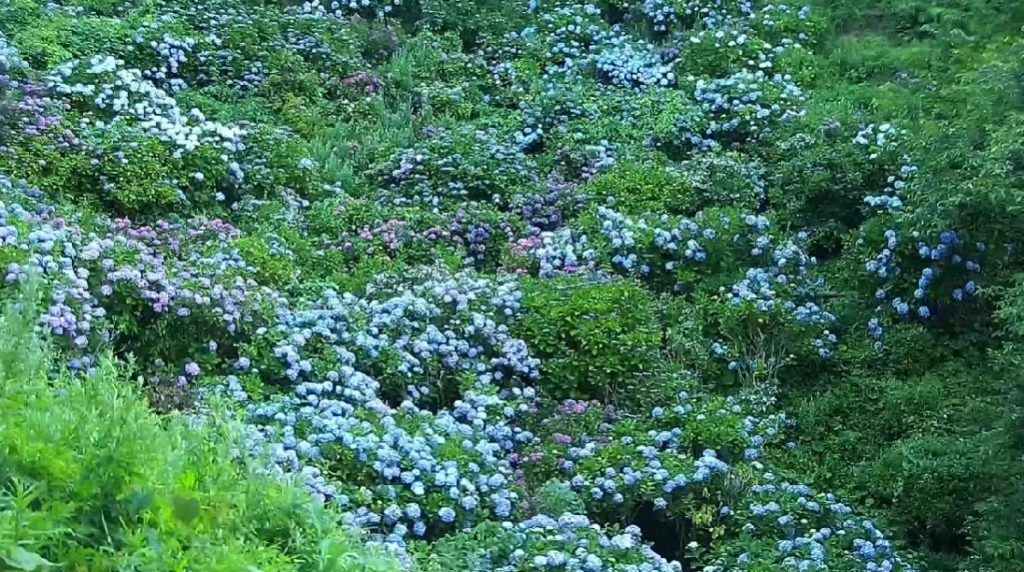 伊豆下田公園あじさい祭