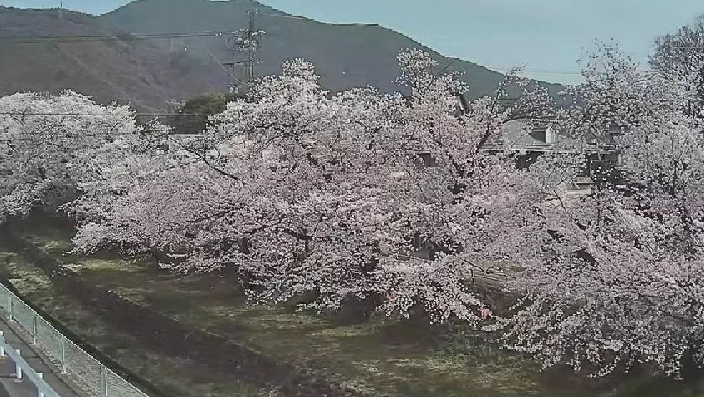 新田公園桜並木