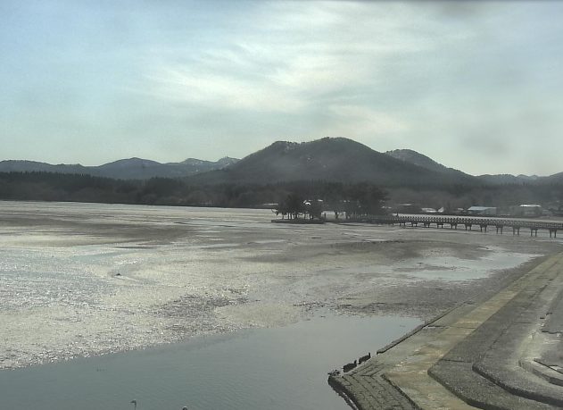 小湊海岸ハクチョウ