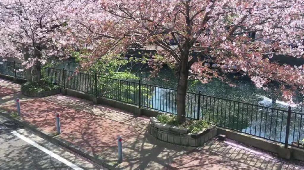 大岡川桜