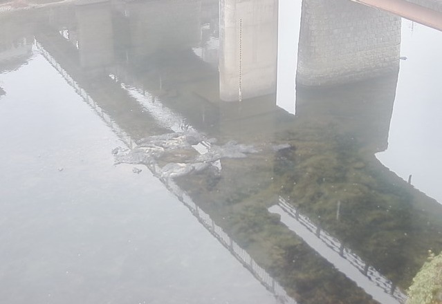 吉野川林野泰平橋