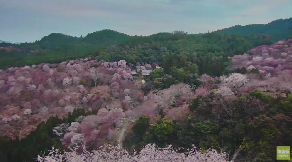 吉野山桜